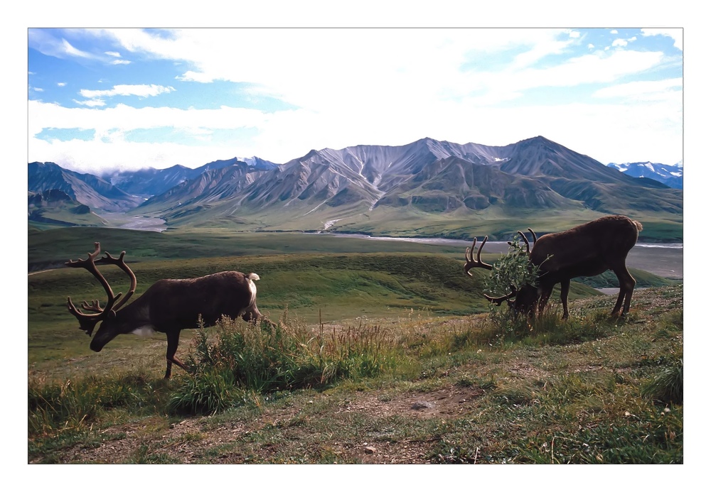 Karibus • Denali National Park