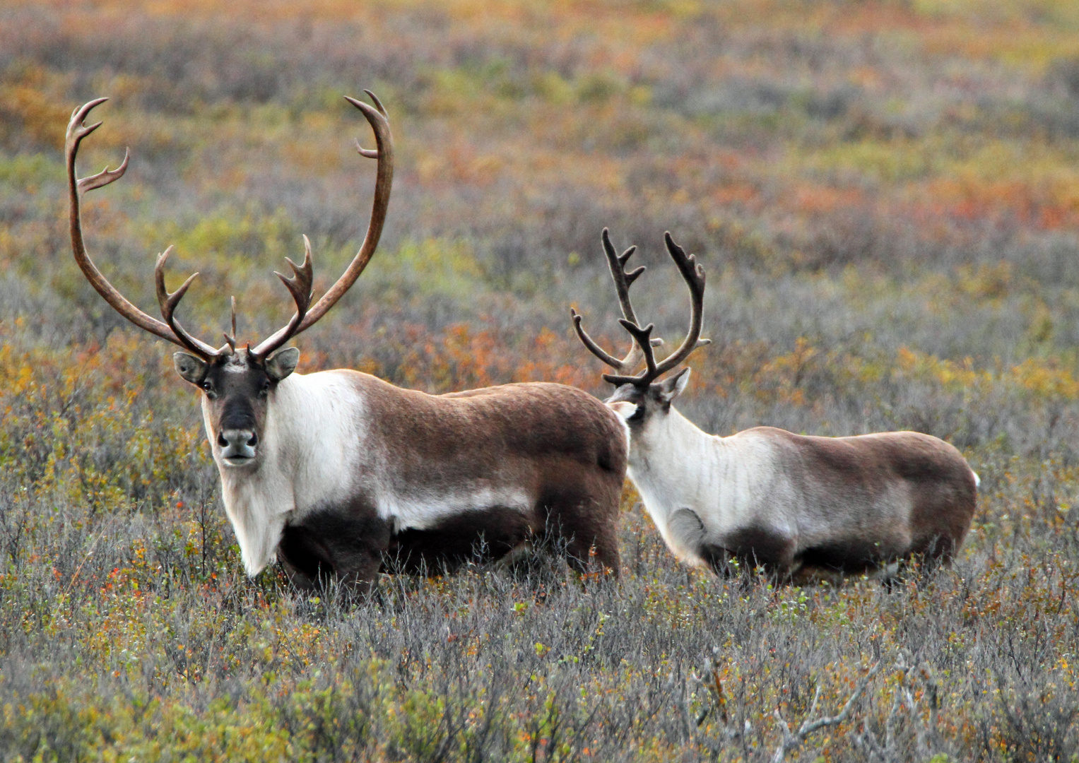 Karibus im Denali