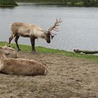 Karibus im Wildpark