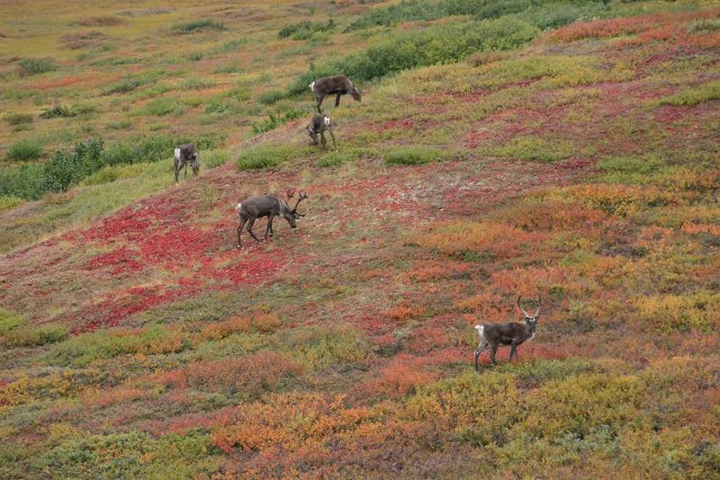 Karibus in Alaska - Natur/Pop-Art