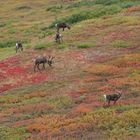 Karibus in Alaska - Natur/Pop-Art