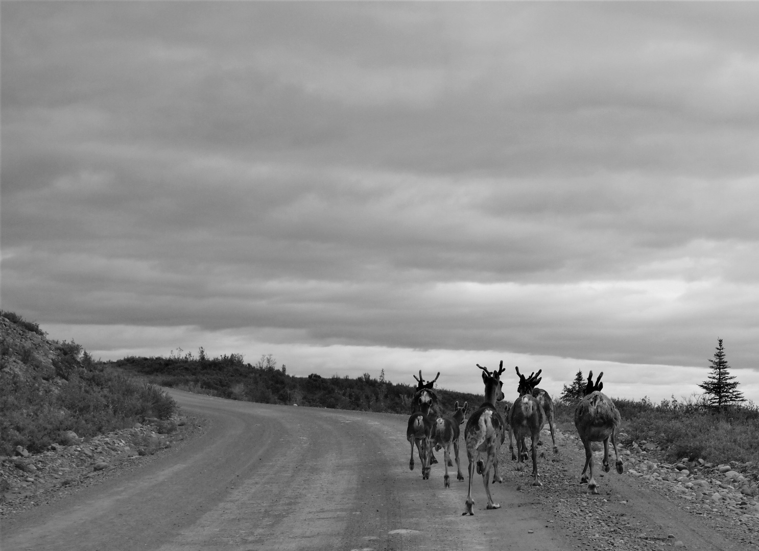 Karibus in Lappland