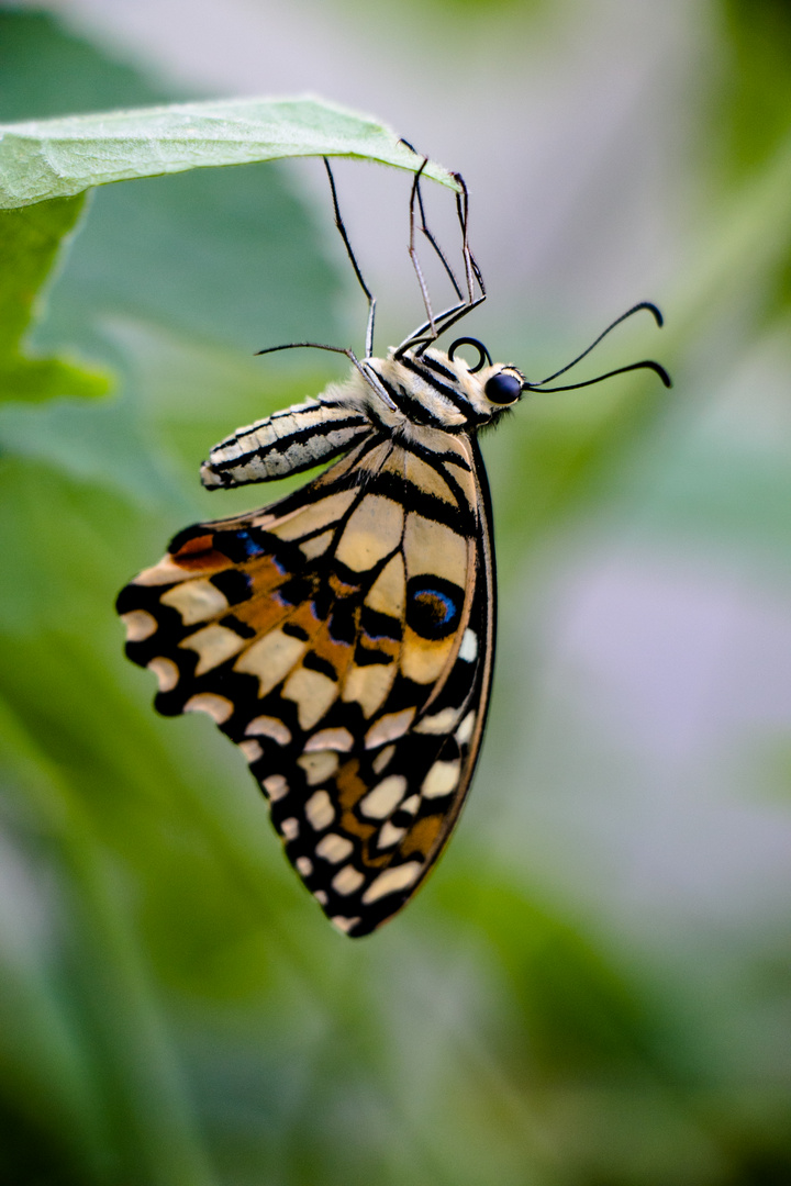 Karierter Schwalbenschwanz oder Common Lime Butterfly