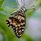 Karierter Schwalbenschwanz oder Common Lime Butterfly