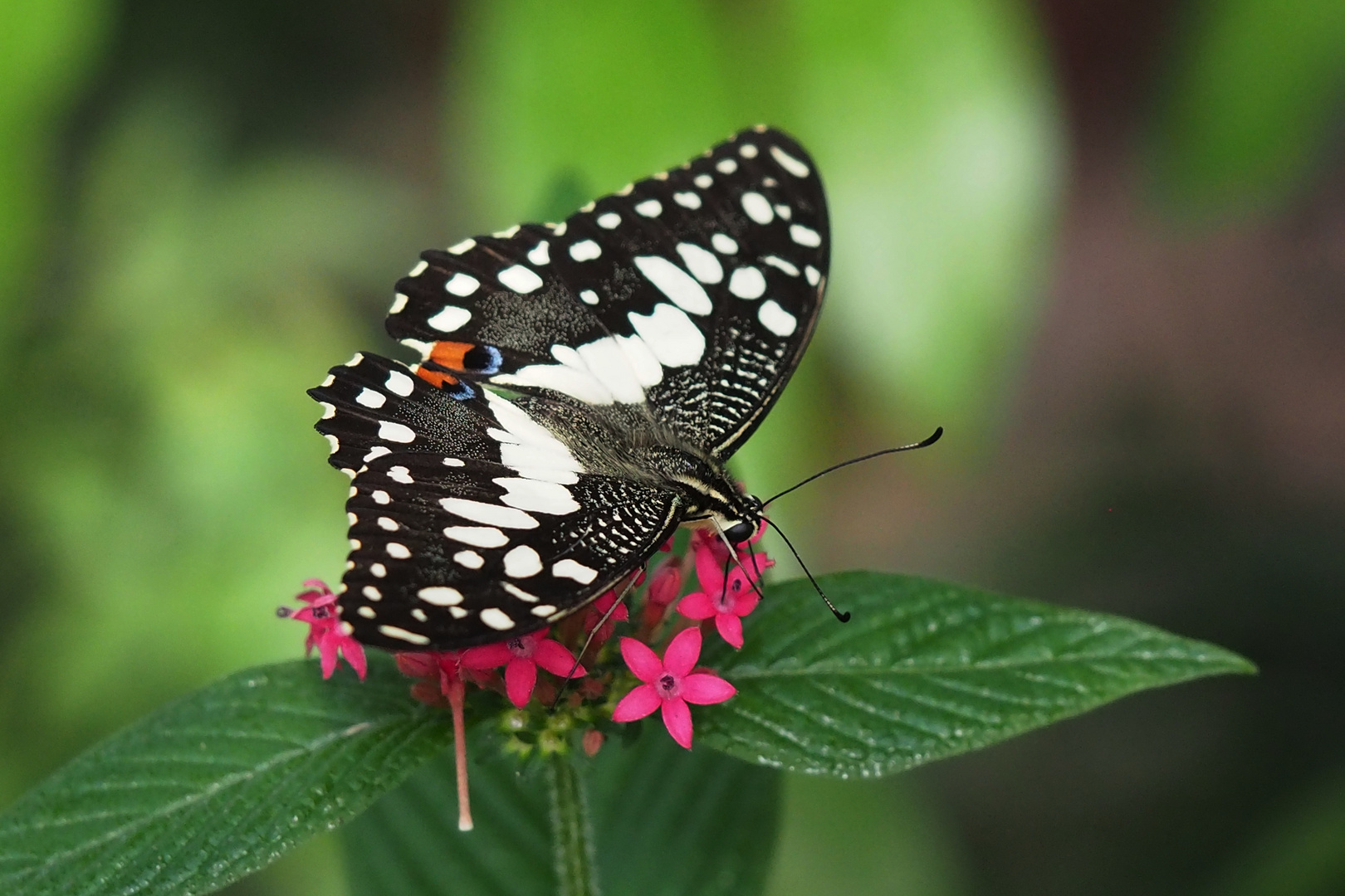 Karierter Schwalbenschwanz (Papilio demoleus)