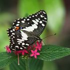 Karierter Schwalbenschwanz (Papilio demoleus)