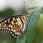 Karierter Schwalbenschwanz (Papilio demoleus)