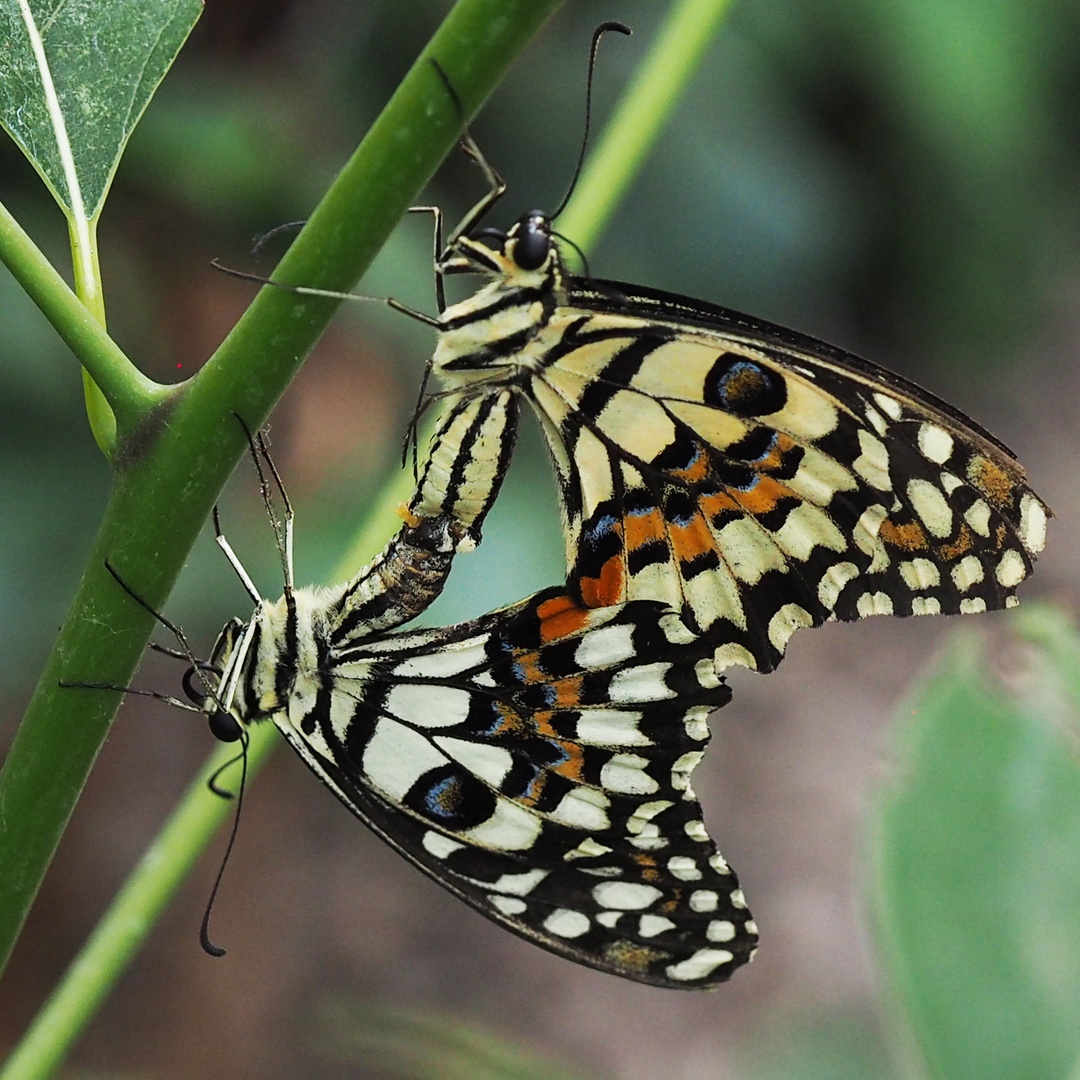 Karierter Schwalbenschwanz (Papilio demoleus) Paarung