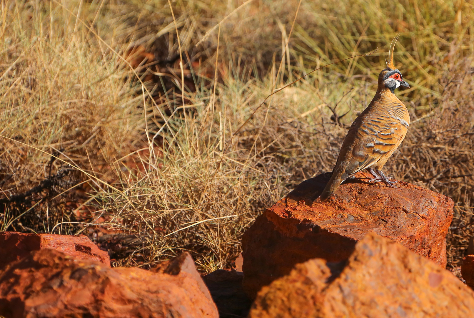 Karijini 18