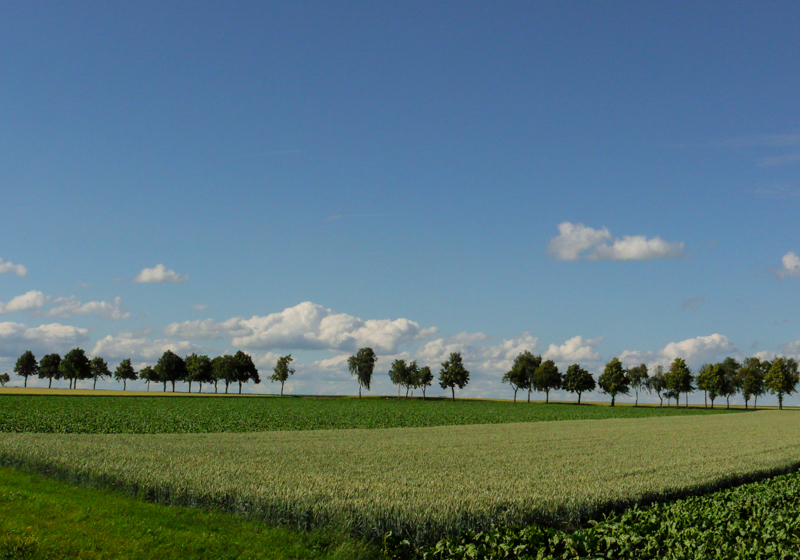 Karin Geometrie der Landschaft.Rheinhessen