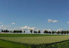 Karin Geometrie der Landschaft.Rheinhessen