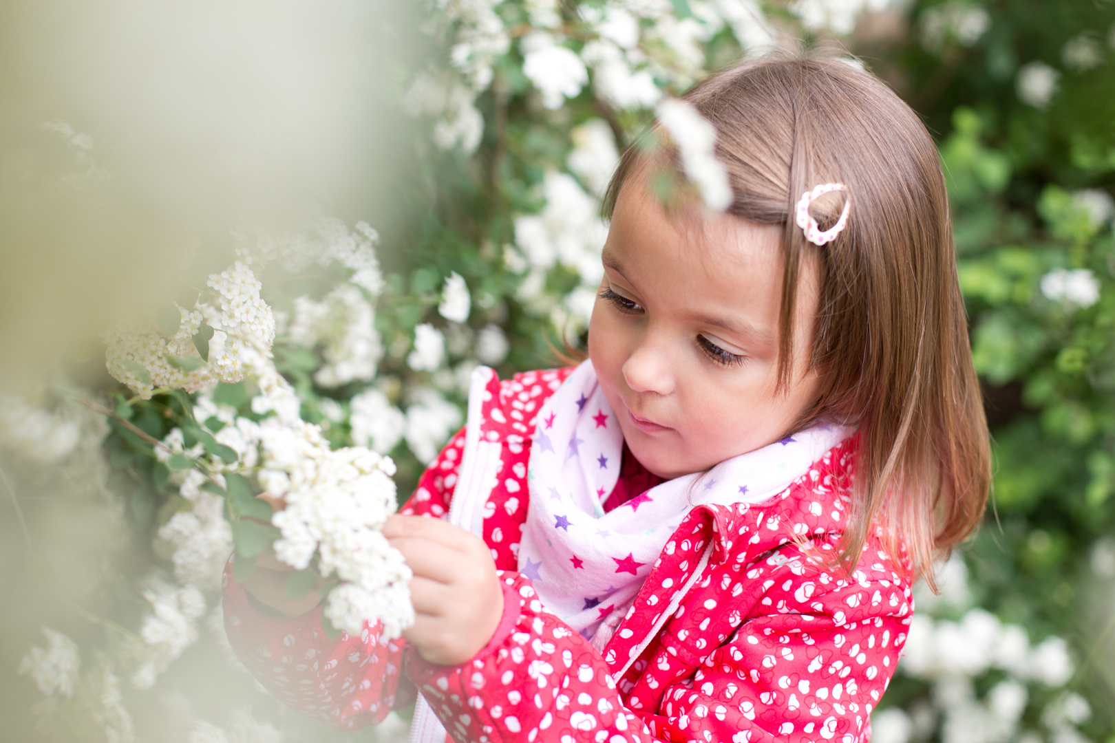 Karina mit weisen Blüten 3