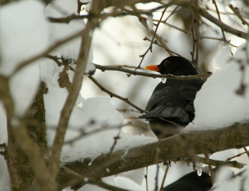 Karl der Amsel