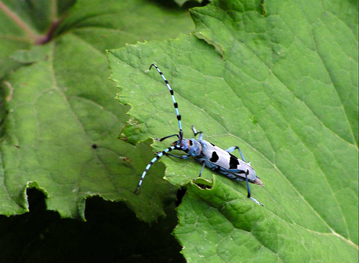 Karl der Käfer Foto & Bild tiere, wildlife, insekten Bilder auf