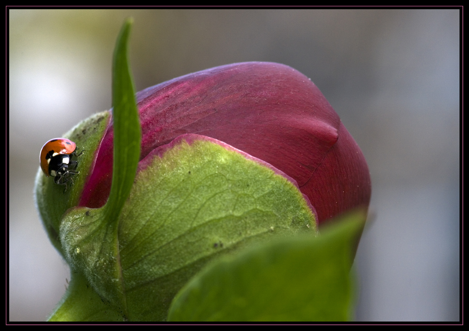 Karl der Käfer Foto & Bild jahreszeiten, frühling, natur Bilder auf