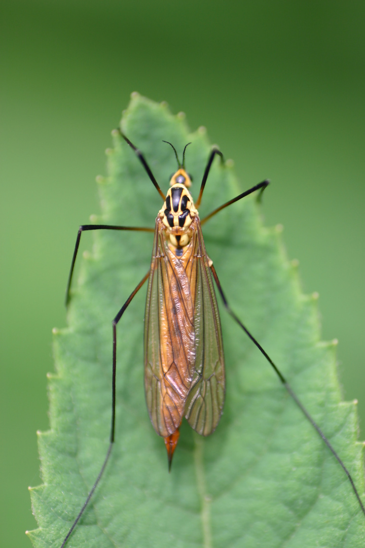 Karl der Käfer Foto & Bild tiere, wildlife, insekten Bilder auf