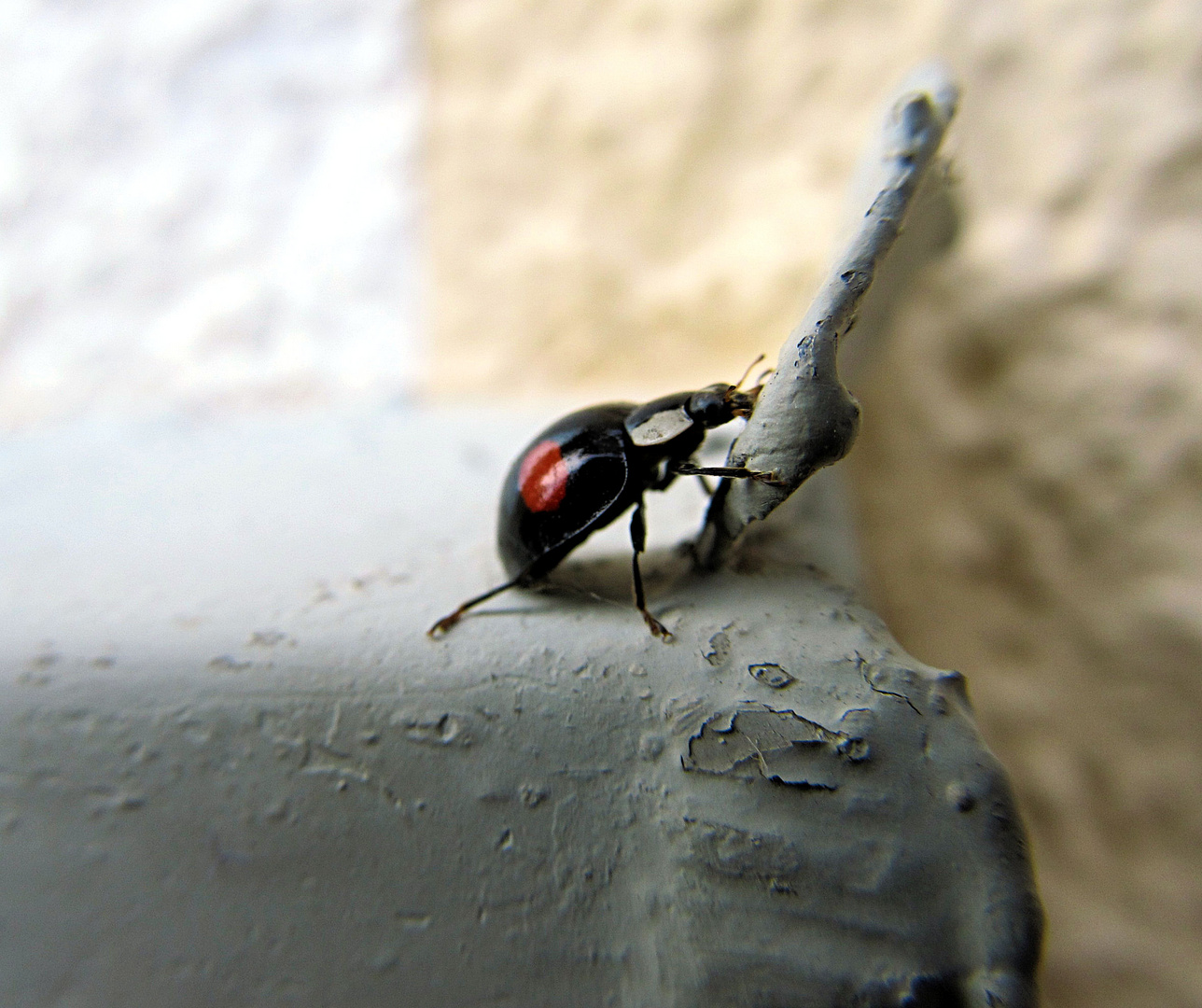 Karl der Käfer erkundet seine Welt