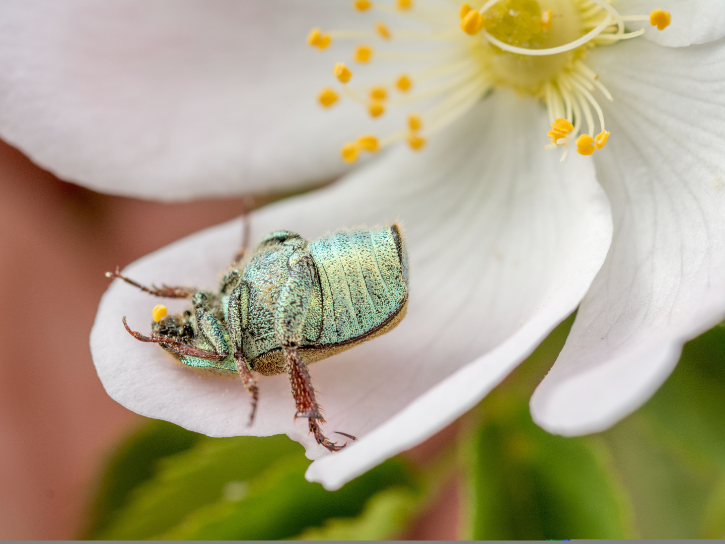 Karl der Käfer genießt auch in Rückenlage seine Pollen