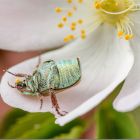 Karl der Käfer genießt auch in Rückenlage seine Pollen