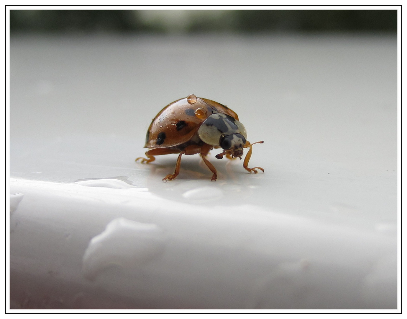 KARL der KÄFER wurde nicht gefragt...ich habe Ihn einfach fotografiert