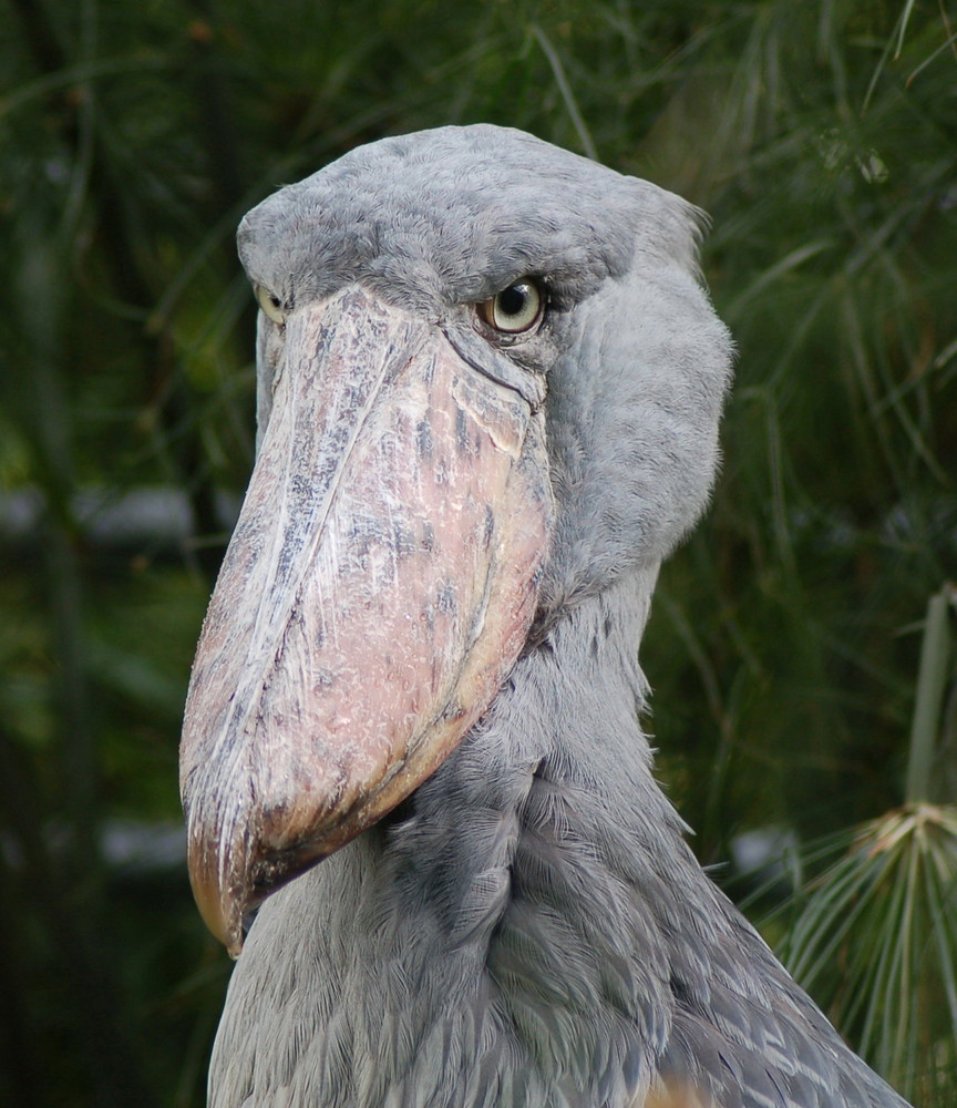 Karl - der Vogel