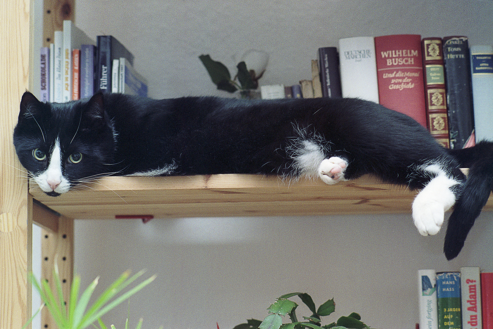 Karl - ein literarischer Kater