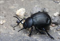 Karl-Heinz, die Kotflügel vom Käfer müssen ausgebeult werden!