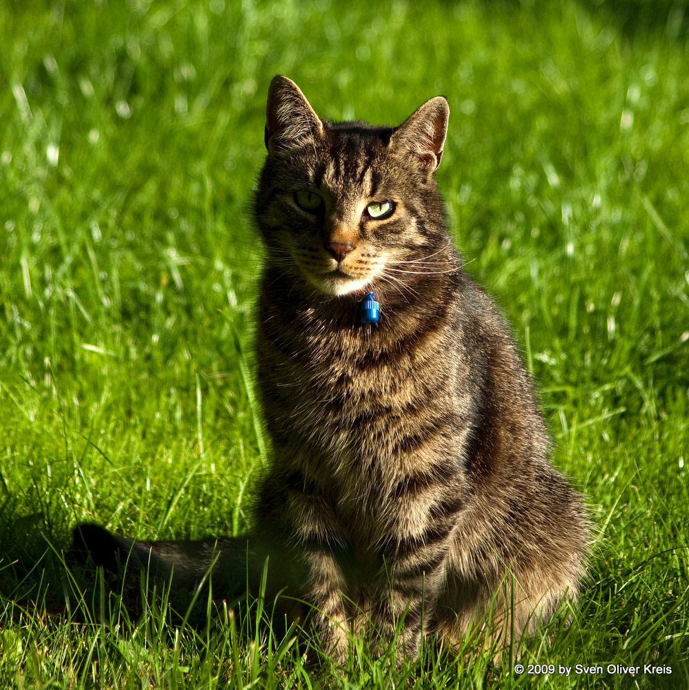 Karlchen in der Sonne