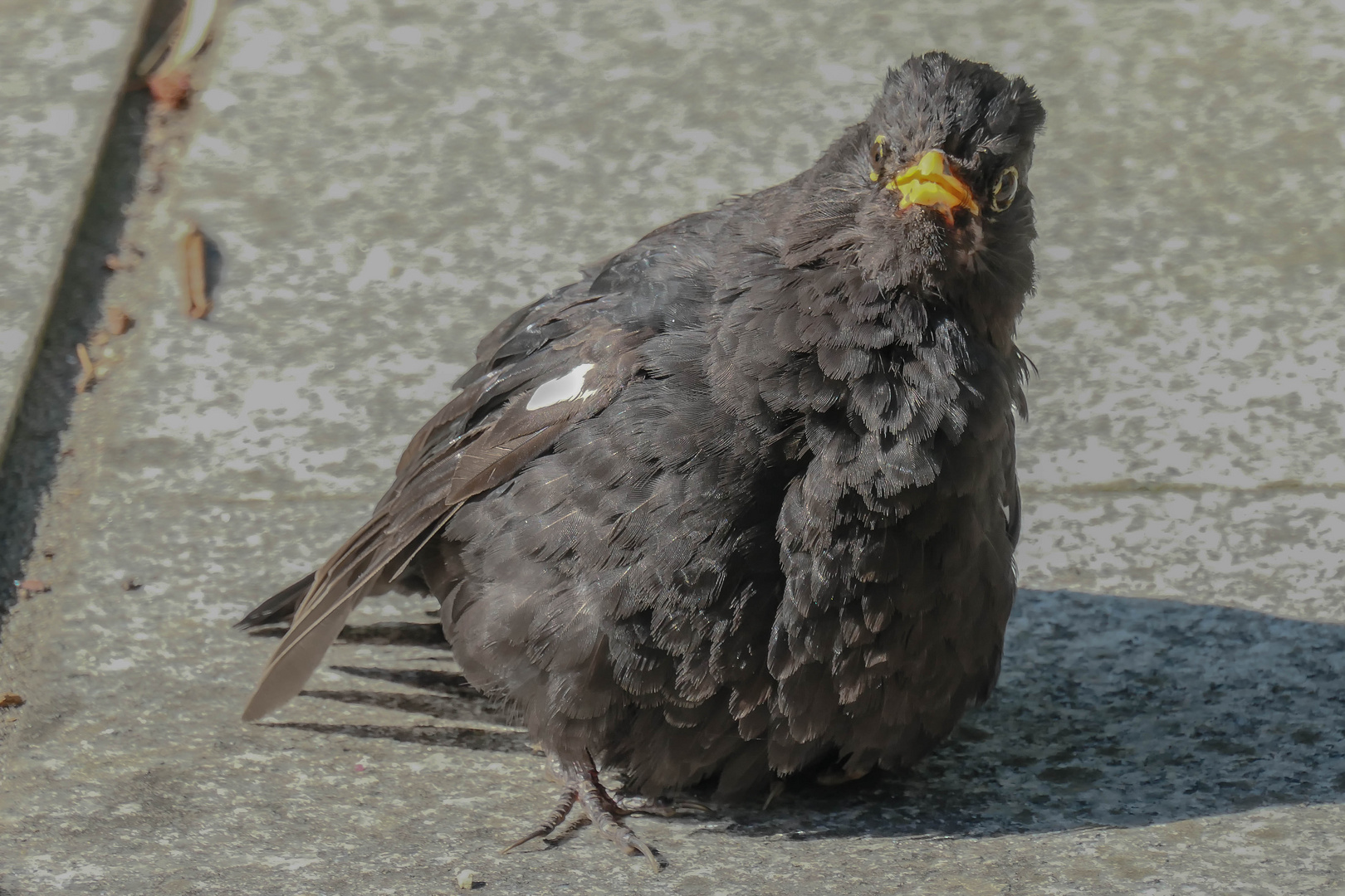 Karlchen in der Sonne