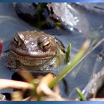 "Karlchen" meldet sich wieder aus meinem Teich und wünscht allen einen schönen Wochenbeginn