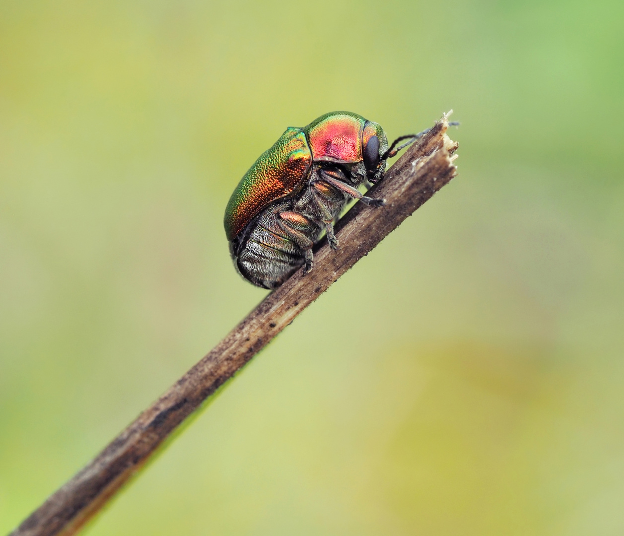 Karlchen (Seidiger Fallkäfer)