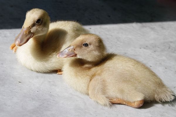 Karlheinz und Sabine von Orpington