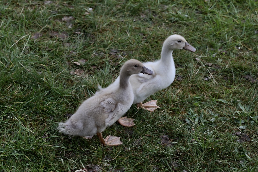 Karlheinz von Orpington mit Sabine (II)