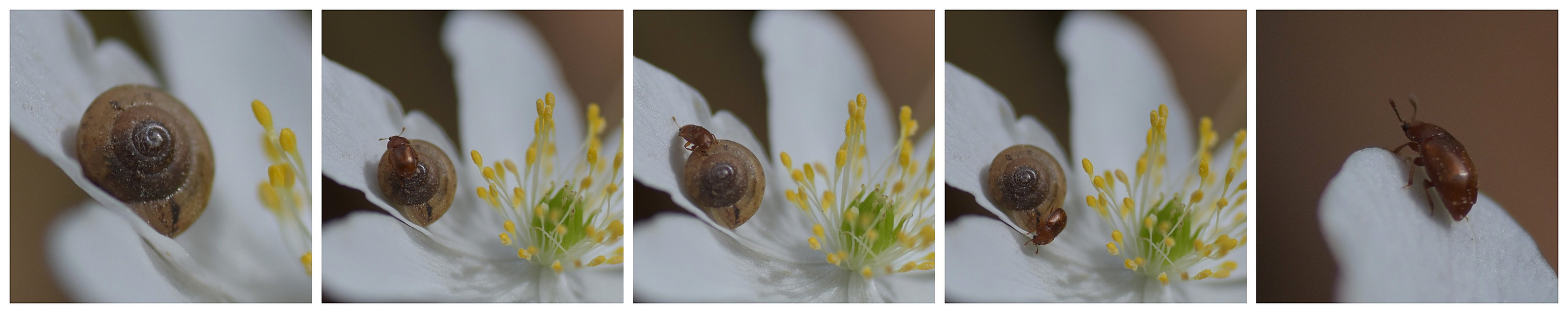 Karlotta und die Schnecke