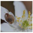 Karlotta und die Schnecke