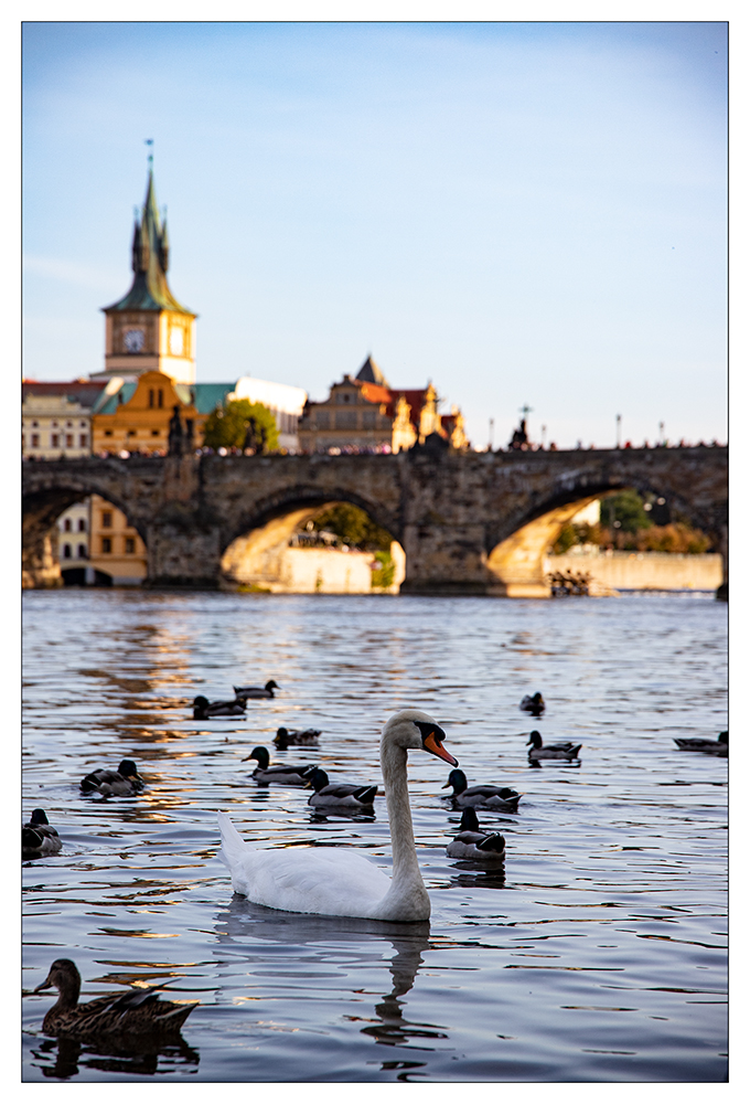 ...Karlsbrücke