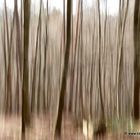 Karlsruhe-Bergwald, im winterlichen Bergwald