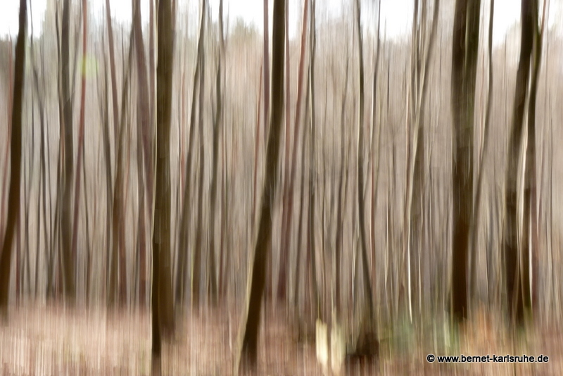 Karlsruhe-Bergwald, im winterlichen Bergwald