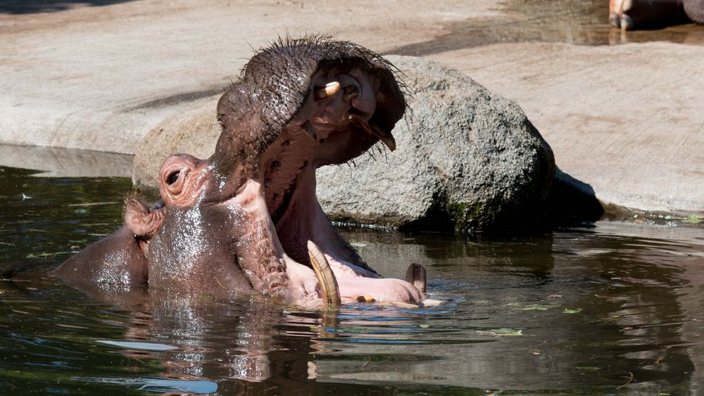 Karlsruhe: Mittag im Zoo!