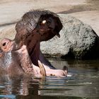 Karlsruhe: Mittag im Zoo!