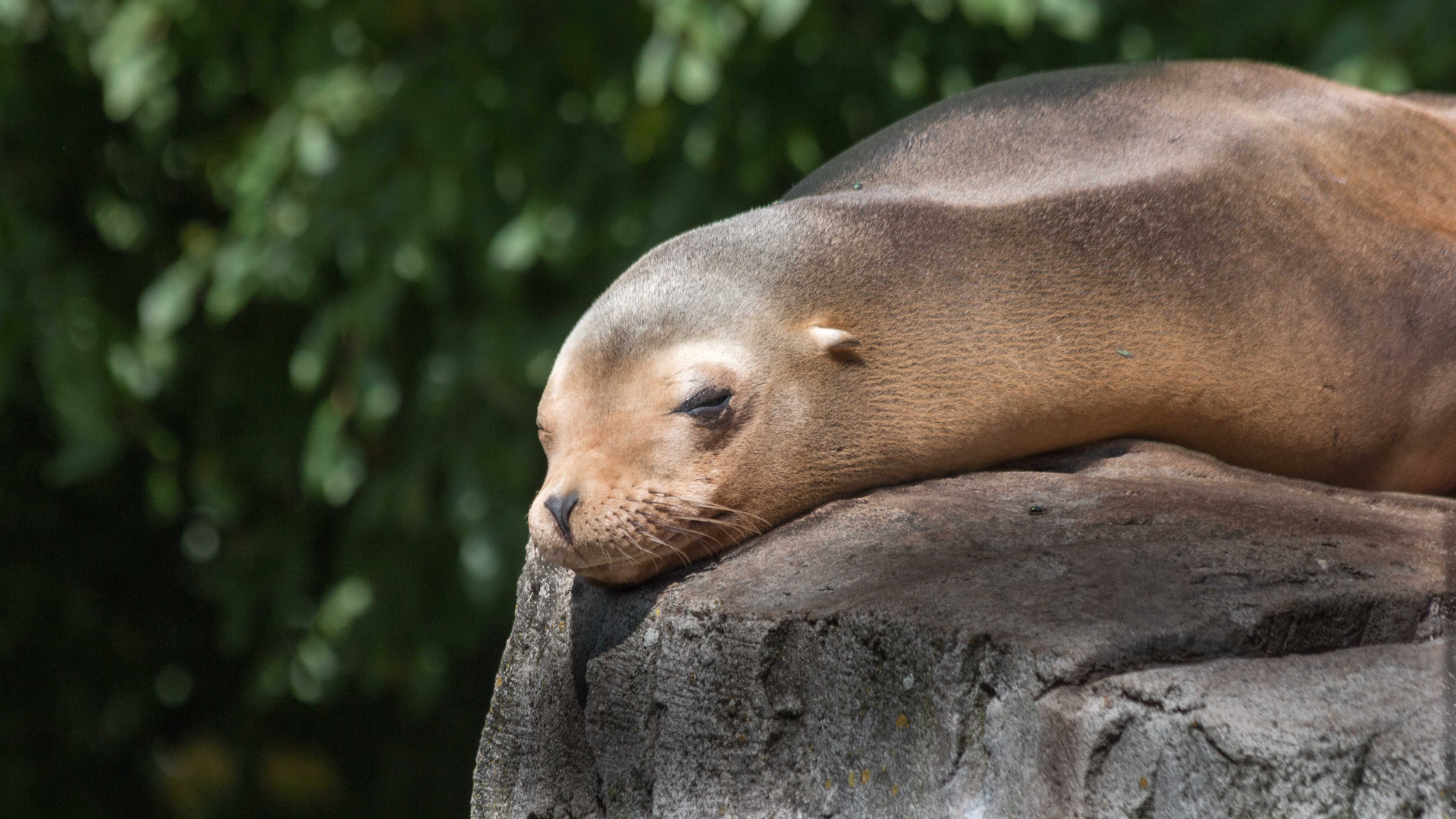 Karlsruhe:  Mittags im Zoo .....