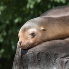 Karlsruhe:  Mittags im Zoo .....