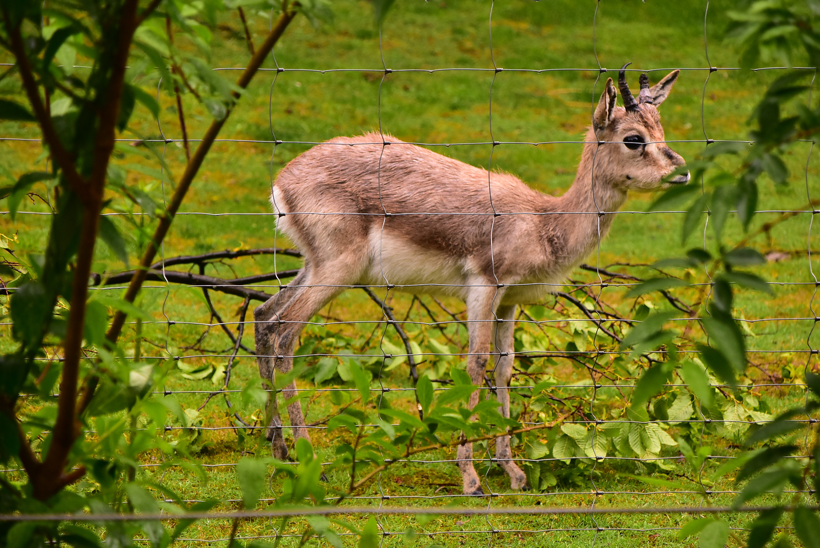 Karlsruhe Zoo Mai 2019 