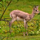 Karlsruhe Zoo Mai 2019 