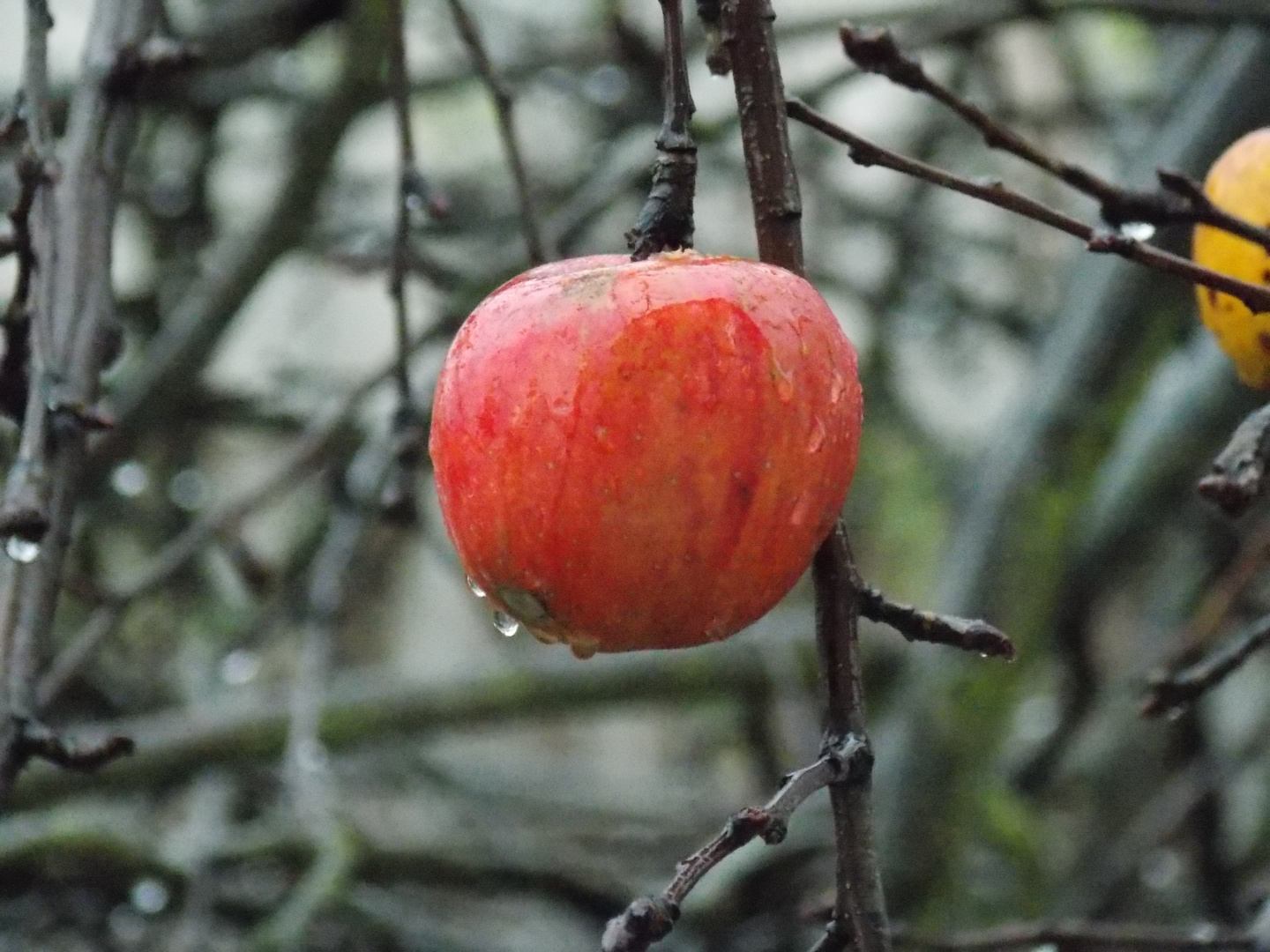 Karlsruher Winterapfel