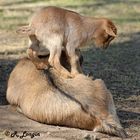 Karlsruher Zoo: "Aaaooouuuhhh, Shiatsu tut dem Rücken so gut!"