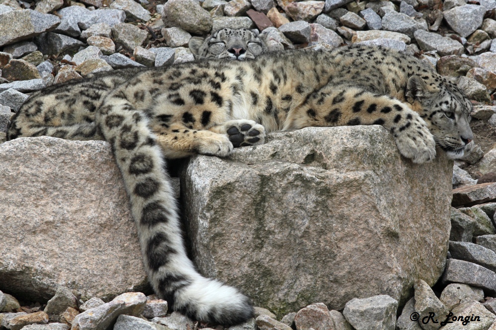 Karlsruher Zoo: ASSAM hat ein weiches Ruhekissen ;-)