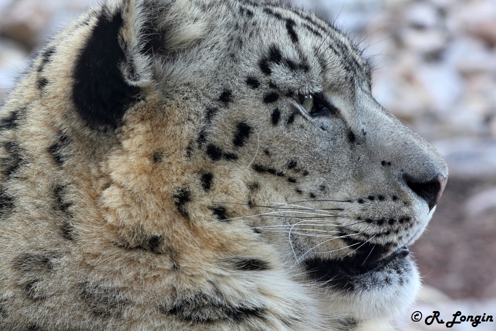 Karlsruher Zoo: ASSAM ruht sich aus, ...