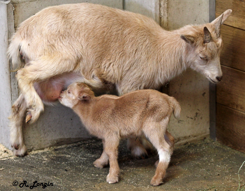 Karlsruher Zoo: 'Blondie' säugt ihr 2-Tage junges Baby