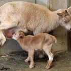 Karlsruher Zoo: 'Blondie' säugt ihr 2-Tage junges Baby